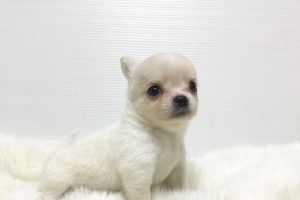 aoi03